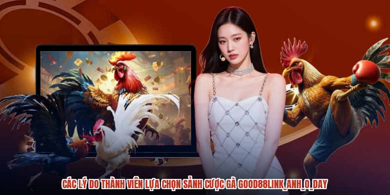 Các lý do thành viên lựa chọn sảnh cược gà GOOD88anhoday Các lý do thành viên lựa chọn sảnh cược gà GOOD88anhoday
