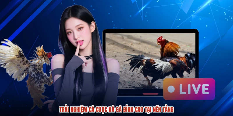 Trải nghiệm cá cược đá gà đỉnh cao tại nền tảng Trải nghiệm cá cược đá gà đỉnh cao tại nền tảng